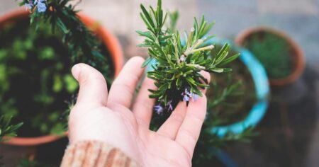 ¿Por qué tu planta de romero no crece?: este es el error secreto que estás cometiendo sin saberlo imagen-8