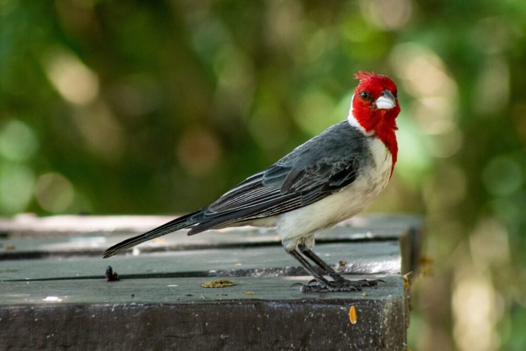 Muestra fotográfica de aves en los Saltos del Moconá imagen-5
