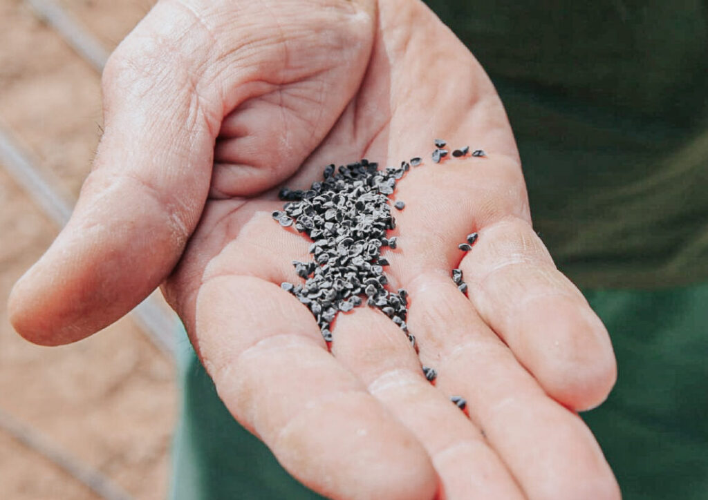 Cebolla morada y bioinsumos: avanzan en la diversificación productiva de las chacras misioneras imagen-4