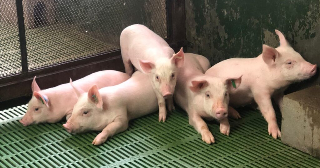 El cerdo argentino llega a uno de los principales mercados del mundo imagen-5