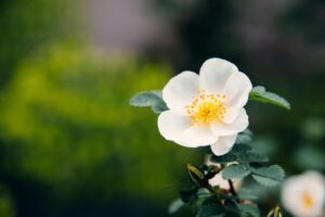 La flor que llena de perfume el jardín, crece en grupo y casi no necesita cuidados imagen-3