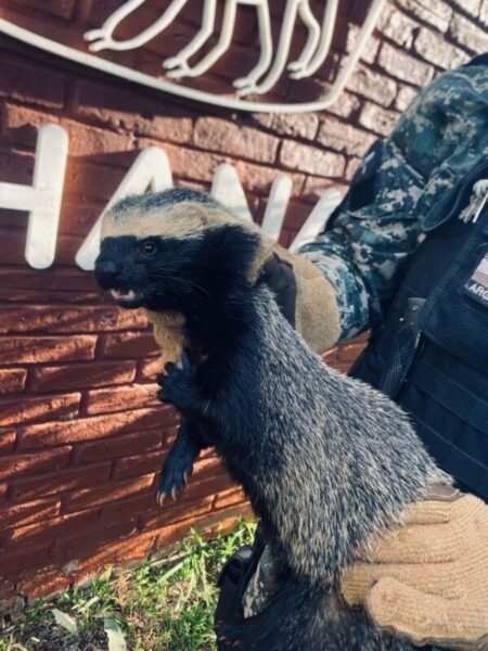 Policía ambiental rescató a un hurón menor en Campo Grande imagen-98
