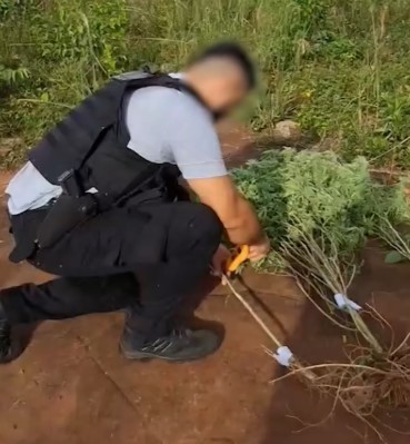 Patrulla rural halló una plantación de marihuana tras ser atacados a tiros en Alba Posse imagen-102
