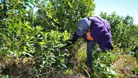 Productores yerbateros autoconvocados reclaman ser atendidos por Nación imagen-8