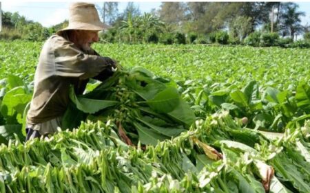 Acopio de Tabaco en Misiones: La mejor campaña en cinco años, destacan imagen-14