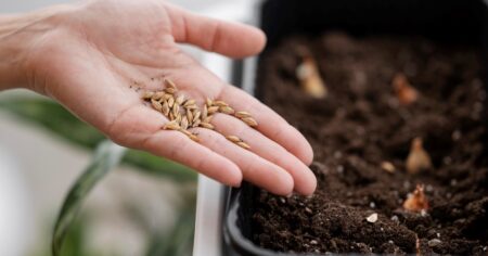 Cómo guardar correctamente las semillas para que sirvan en otra temporada: el consejo de los jardineros expertos imagen-18
