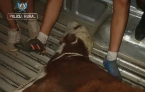 Llevaban un ternero en la parte de atrás de una camioneta con una insólita excusa imagen-7
