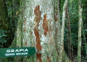 Conocé al árbol de Grapia, una de las especies nativas maderables de la selva misionera imagen-7