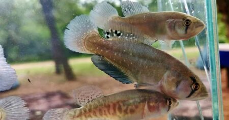 Científicos revelan una nueva especie de pez en Chaco que desafía la lógica: es capaz de sobrevivir a una sequía imagen-14