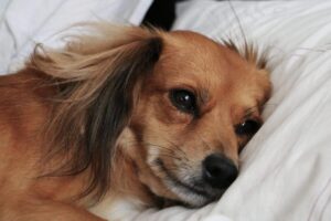 Qué significa que un perro duerma en la almohada de su dueño imagen-3