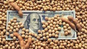 Soja: por retenciones y dólar a $1.000, el campo proyecta que el valor de la tonelada caerá a $250.000 imagen-6