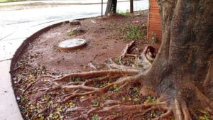 Exigen la extracción de un árbol que provoca desbordes cloacales hace más de 20 años imagen-2