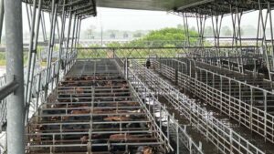 Vacunos: demanda abastecida y precios en baja en el Mercado Agroganadero de Cañuelas imagen-3