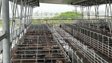 Vacunos: demanda abastecida y precios en baja en el Mercado Agroganadero de Cañuelas imagen-11