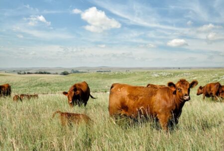 Desarrollo: cómo es la tecnología que ya puede reemplazar al alambrado y qué es lo que “entienden” las vacas para no irse imagen-8