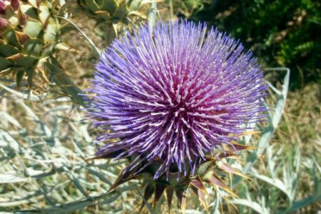 La hierba que actúa como antioxidante, protege al hígado y mejora la digestión imagen-8