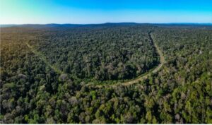 Gobernador: Misiones, el primer Estado que emitirá un bono de carbono en el mundo imagen-1