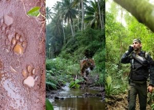 “Mis huellas en la Selva Misionera”, una mirada humana del documentalista Santiago Pizarro sobre el yaguareté, los cazadores y el destino de los bosques imagen-4