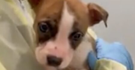 Un cachorro de pitbull atacó y mató a una beba de un mes que dormía con sus padres imagen-18