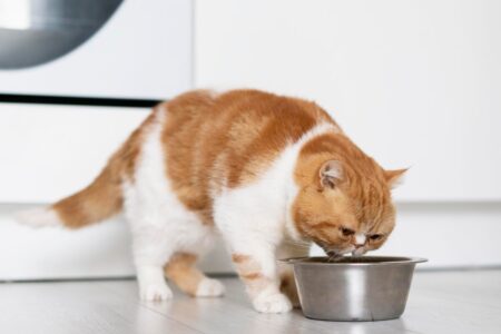 Qué tan bueno es el atún para los gatos imagen-8