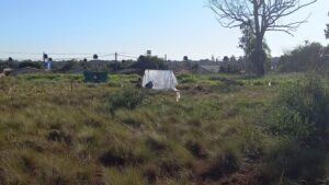 Ocupación de terrenos en Sol de Misiones 3: cerca de 100 familias reclaman un lugar donde vivir imagen-2