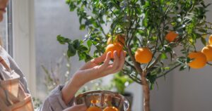 El truco de las abuelas para que los árboles frutales exploten de frutas y tengan hojas sanas imagen-2