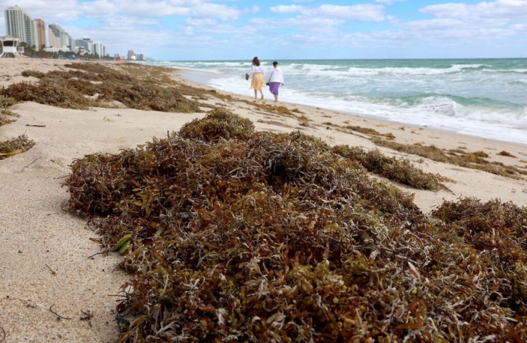 Alerta por sargazo en Florida: qué es, cuándo llega y por qué los expertos advierten su impacto en el turismo imagen-94
