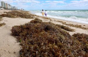 Alerta por sargazo en Florida: qué es, cuándo llega y por qué los expertos advierten su impacto en el turismo imagen-1
