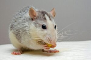 El secreto que guardan los bigotes de los ratones que revoluciona la ciencia imagen-3