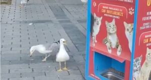 Una gaviota aprendió a maullar para obtener comida gratis de una máquina imagen-4