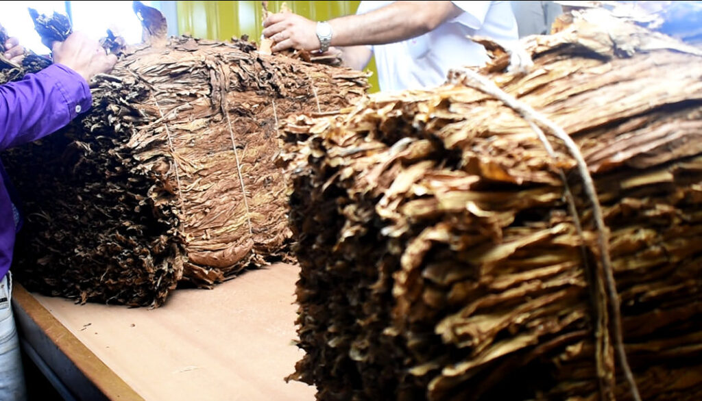 Misiones cierra una campaña tabacalera con más de 33 millones de kilos acopiados, el volumen más alto de los últimos años imagen-5