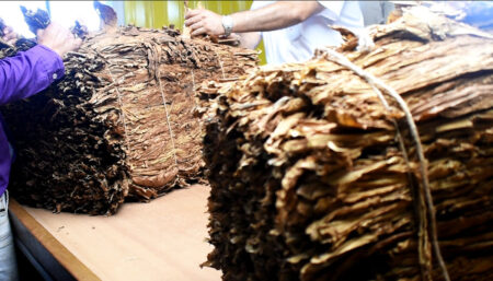 Misiones cierra una campaña tabacalera con más de 33 millones de kilos acopiados, el volumen más alto de los últimos años imagen-116