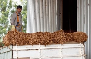 El Gobierno de Misiones confirmó el pago desde el viernes de más de $2.300 millones a los productores tabacaleros en concepto de FET imagen-7