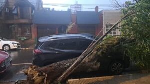 Temporal en Posadas: caída de árboles, techos dañados e inundaciones en barrios vulnerables imagen-2