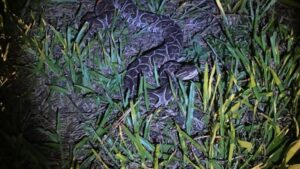 Tomaba mate en una plaza y se topó con una yarará de más de un metro imagen-2