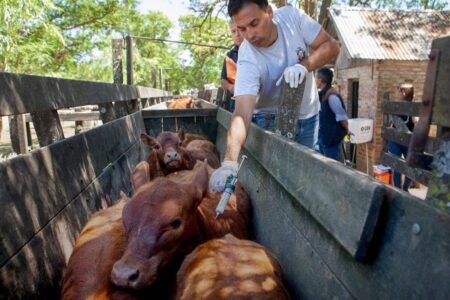 “Mayor apertura y libertad”: el Gobierno amplió un listado de países para importar productos veterinarios y sumó a Brasil imagen-14