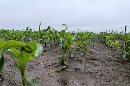 El maíz se perfila como el ganador en la campaña agrícola 2025/26 imagen-13