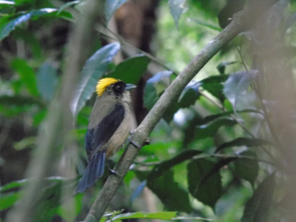 Misiones se suma al Global Big Day, el evento de observación de aves que convoca a miles de personas en todo el mundo imagen-5