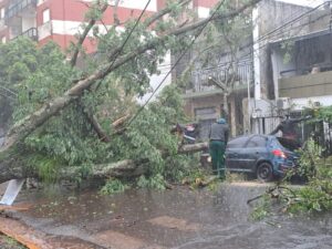 Temporal en Posadas provoca cortes de luz, caída de árboles y calles anegadas imagen-1