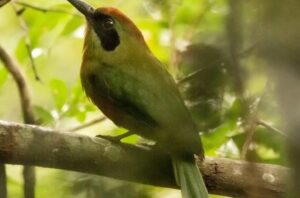 Misiones se suma al evento mundial de observación de aves: una jornada para conectar con la naturaleza imagen-1