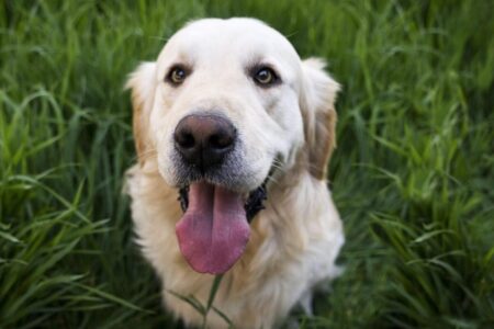 A qué edad se considera viejo a un perro imagen-8