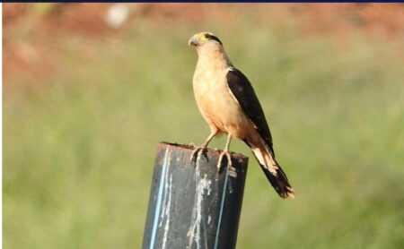 Misiones suma dos nuevos Misiones suma dos nuevos Clubes de Observadores de Aves imagen-8