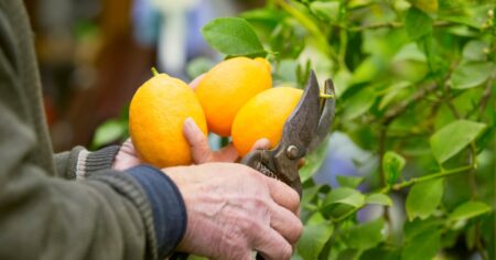 Poda de limonero: cuál es la estación más adecuada para hacerlo y así favorecer el crecimiento de sus ramas imagen-14