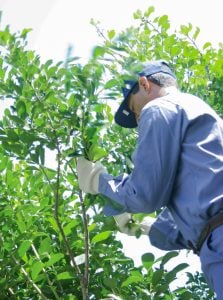 El INYM derogó la resolución que limitaba nuevas plantaciones de yerba mate y Sturzenegger lo celebró: “a conquistar el mundo” imagen-1