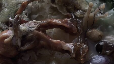 Sólo tienes 5 días para verla en Prime Video: una desafiante y visceral película de ciencia ficción que es puro Cronenberg imagen-11