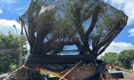 Incautan seis olivos de contrabando que iban de Misiones a San Pablo imagen-122
