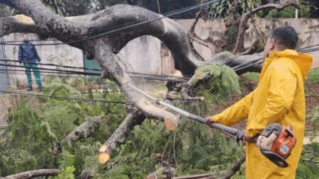 Fuerte temporal azotó el sur de Misiones: árboles caídos, cortes de luz y voladuras de techos imagen-30