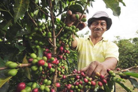 Diputado del Frente Renovador propone rediseñar la matriz productiva con plantaciones de café imagen-14