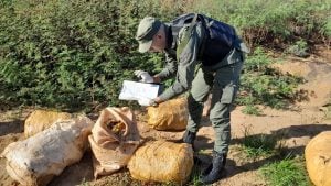 Gendarmería secuestró más de una tonelada de marihuana en Colonia Victoria imagen-125