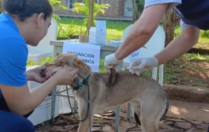Empezó la vacunación antirrábica en Jardín América imagen-1